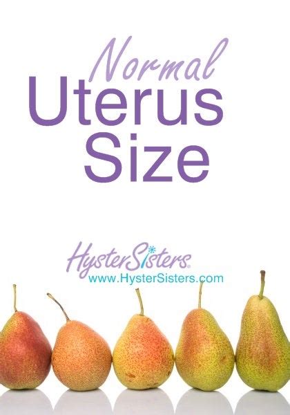 Normal Uterus Size | Hysterectomy Forum