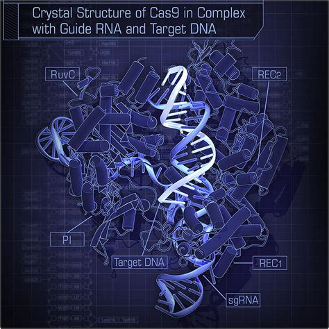 The almighty CRISPR-Cas9 technology: How does it work?