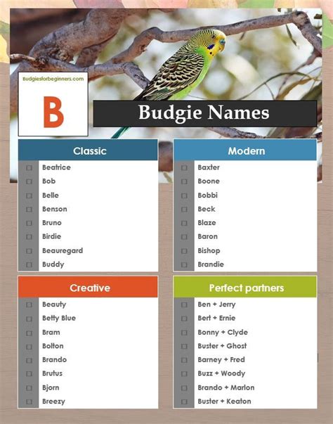 Unique Pet Bird Names : Beginning with A, B, C, D | Budgie names, Pet ...