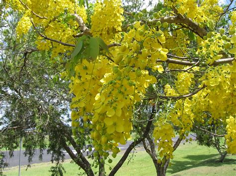 Cassia fistula - UF/IFAS Assessment - University of Florida, Institute of Food and Agricultural ...