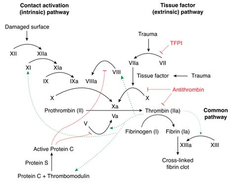 Medical School • The coagulation cascade of secondary hemostasis...