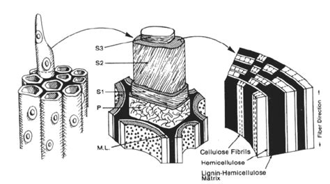 Schematic illustration of the morphology of the tracheids, secondary... | Download Scientific ...