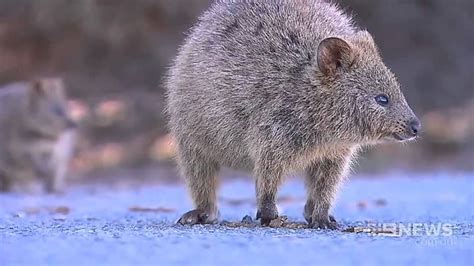 Quokka Kicker | 9 News Perth - YouTube