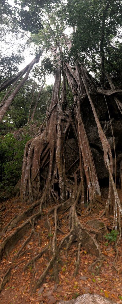 Xishuangbanna Tropical Botanical Gardens (Mengla County) - All You Need ...