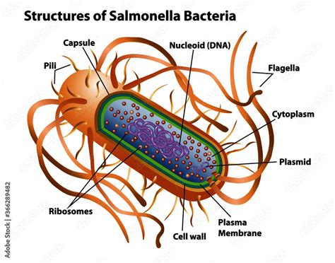 Cell Membrane Not Labeled