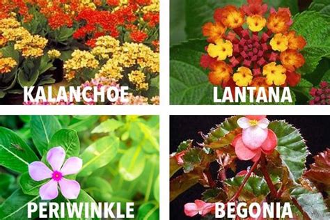 Ornamental Plants In The Philippines List - MyPlant