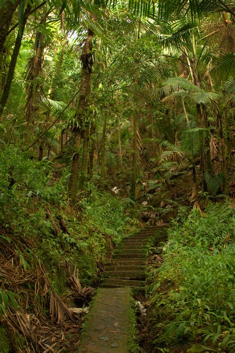 File:El Yunque Rainforest 09.jpg - Wikimedia Commons