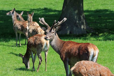 Red Deer Herd Free Stock Photo - Public Domain Pictures