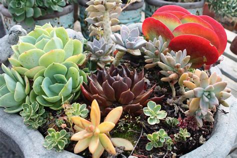 Eight Colorful Succulents