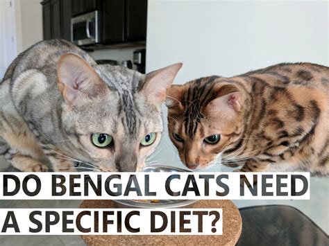 Do Bengal Cats Need A Specific Diet? - BlindBengal