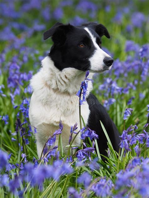 Beautiful Dog in Flowers stock photo. Image of blue - 127096160