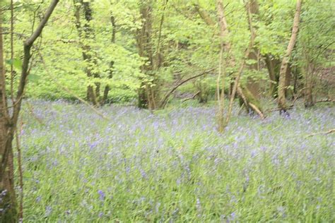 Forest Bluebells Bluebell - Free photo on Pixabay - Pixabay