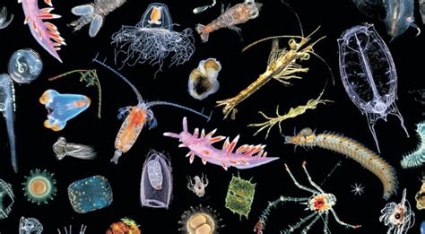 The Bountiful Zooplankton | Critter Science