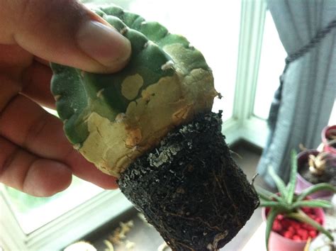diagnosis - Why has my cactus has turned red/ beige at its base? - Gardening & Landscaping Stack ...