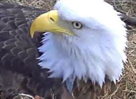 EagleCam - Firearms News