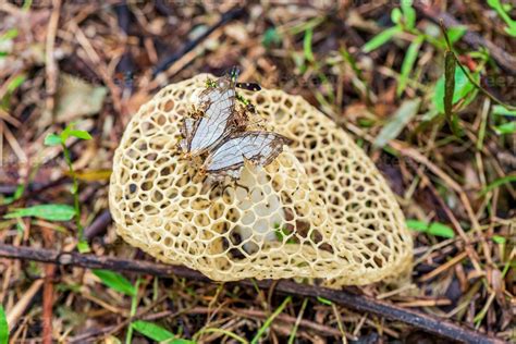 Basket Stinkhorn, Dancing Mushroom, Bamboo mushroom, Bamboo Fungus in ...