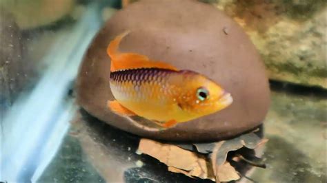 Apistogramma Agassizii "Fire Red" Breeding Pair - YouTube