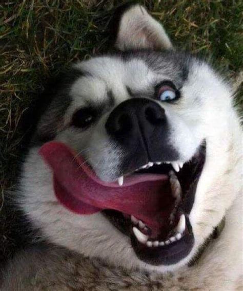 Huskies Go Crazy: 17 Funny Husky Pictures That Will Put A Smile On Your ...