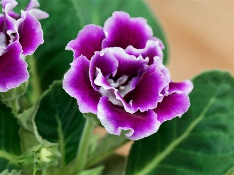 Gloxinia Flower Care - Information On How To Grow Gloxinia Flowering ...