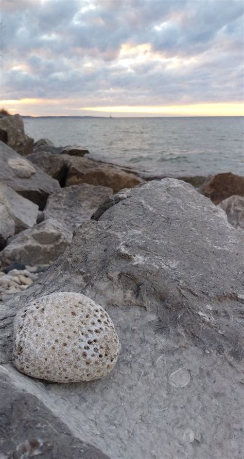 All About Petoskey Stones – NorthGoods – Petoskey, MI