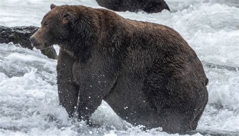 Brown bears feast when summer turns fall — who is the fattest of them ...