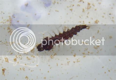 Name That Larvae - insect | Ask MetaFilter