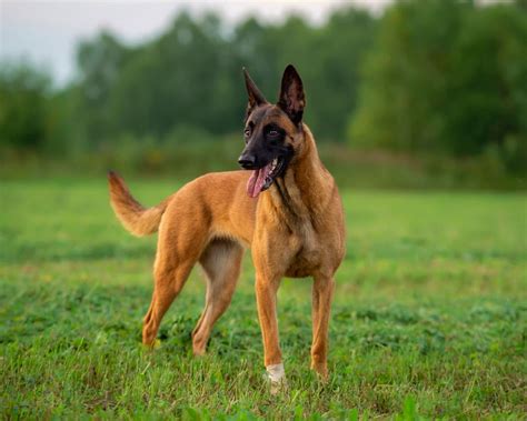 20 Enigmatic Facts About Belgian Malinois - Facts.net