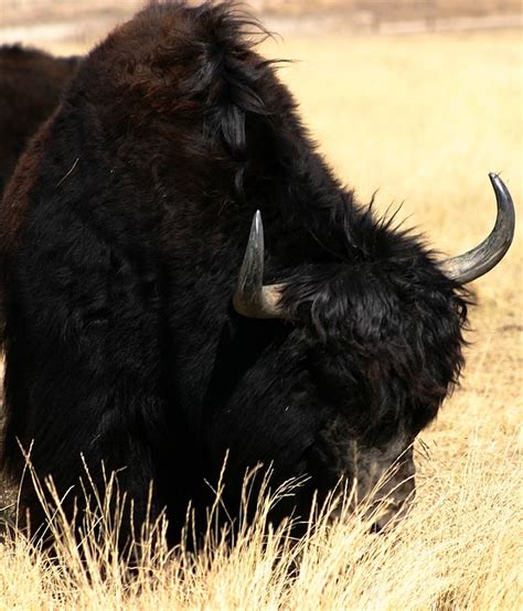 ENCYCLOPEDIA OF ANIMAL FACTS AND PICTURES: YAK