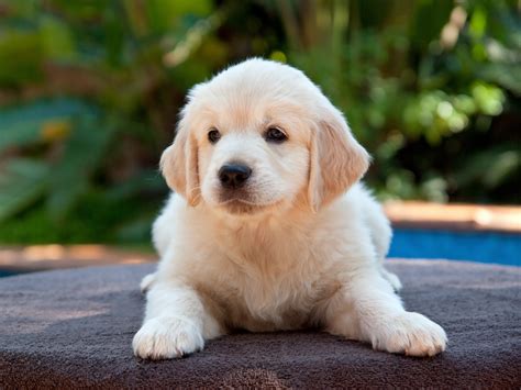 Can a Puppy Supplement Harm My Growing Dog?