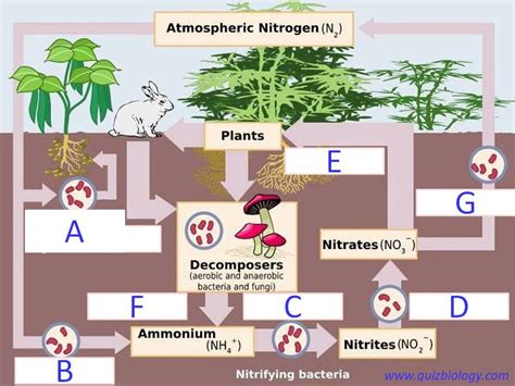 Diagram Quiz on Nitrogen Cycle