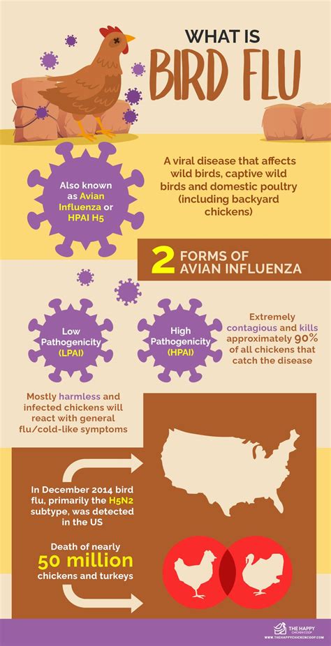 Bird Flu Symptoms In Poultry