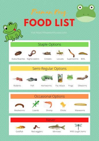 Pacman Frog Diet - How to Feed a Pacman Frog (with Food Chart)