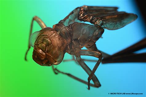 Nature photography with Olympus stereo microscope: Dragonfly larvae skin with 10x magnification