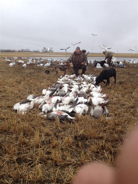 Goose Hunting for Geese | Goose Hunting Saskatchewan