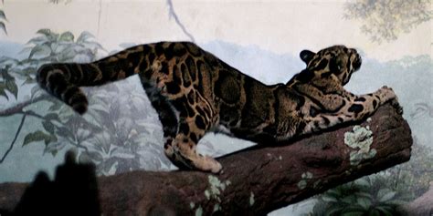 10 Facts About the Clouded Leopard - India's Endangered