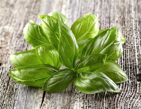 Premium Photo | Fresh basil leaves