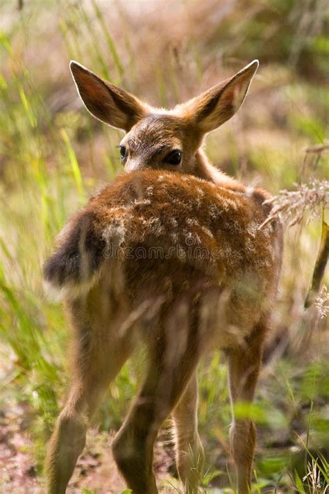 Blacktail Fawn Deer stock image. Image of young, deer - 7265729