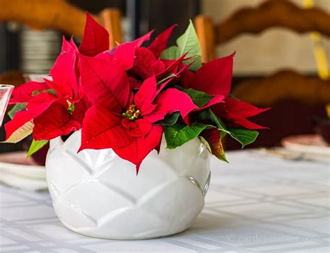 Easy Poinsettia Arrangement for Your Holiday Table | Hearth and Vine