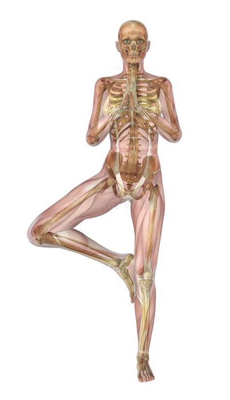 Yoga Tree Pose - Muscles & Skeleton Stock Illustration - Illustration of fitness, yoga: 21355783