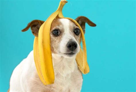 Can Dogs Eat Banana Peels? - PatchPuppy.com