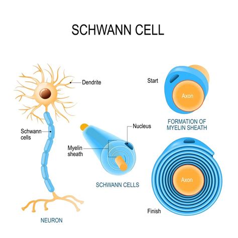 Schwann Cell: Definition, Function, & Location