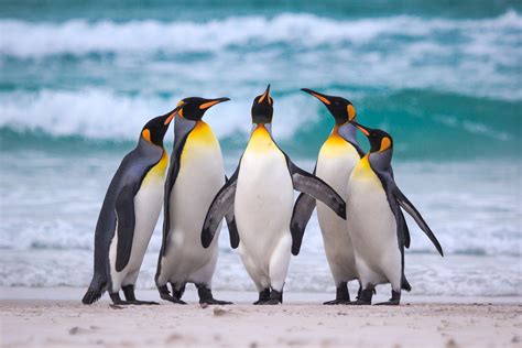 Download Animal Penguin HD Wallpaper