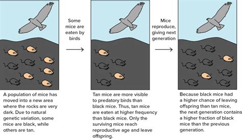 Study guide-topic 5: Evolution & Natural Selection Diagram | Quizlet