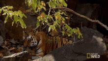 Motherly Love Tiger Cub Escape GIF - Motherly Love Tiger Cub Escape Cleaning Cub - Discover ...