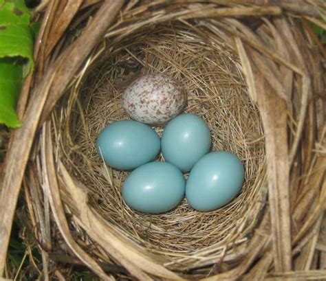 brood-parasitism | Lehigh Gap Nature Center