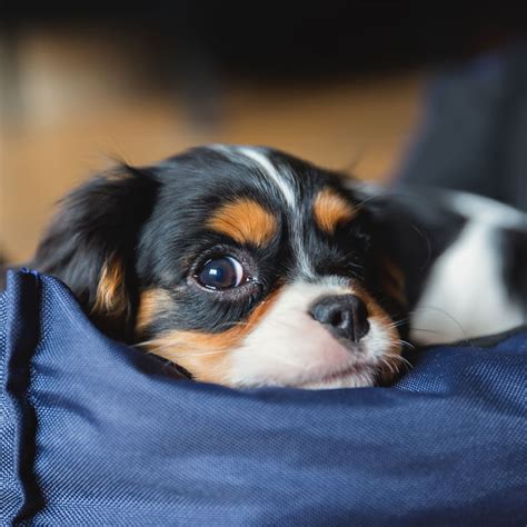 #1 | Cavalier King Charles Puppies For Sale By Uptown Puppies