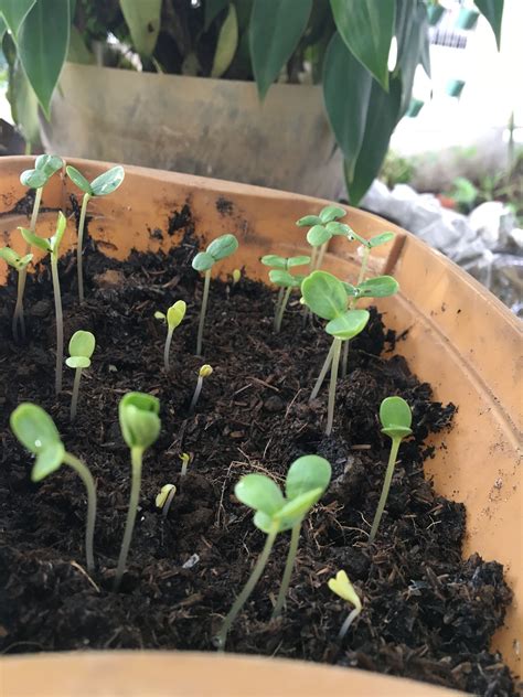 Zinnia seedlings at 10 days. Feel like they just grew overnight! Small ...