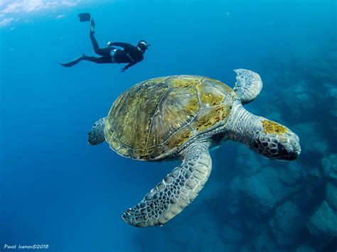 Freediving Photography with the Olympus TG-5 - Underwater Photography Guide