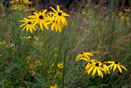 Grasslands Plants Names