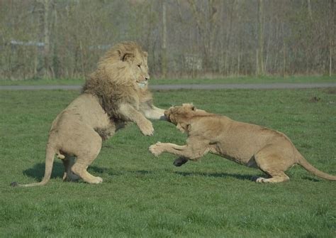 We love to see our lions play fighting together. Lion Family, Play Fighting, Safari Park, Lions ...